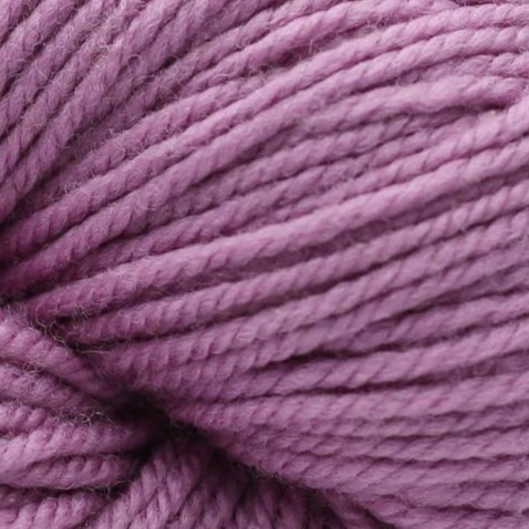 11 phlox purple